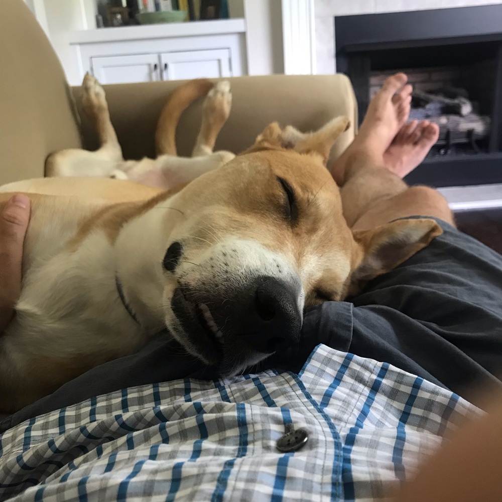 Meet your Posher, Dusty